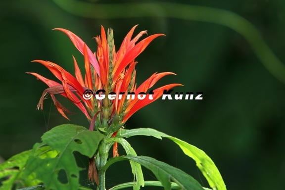 Aphelandra golfodulcensis  Acanthaceae  7 1