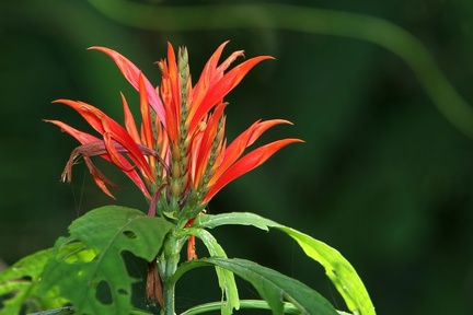 Aphelandra golfodulcensis  Acanthaceae  7 1