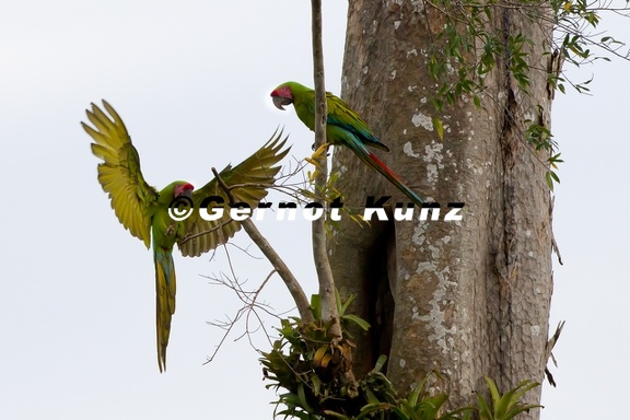 Ara ambigua  Great Green Macaw  Soldatenara 