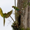 Ara ambigua  Great Green Macaw  Soldatenara 