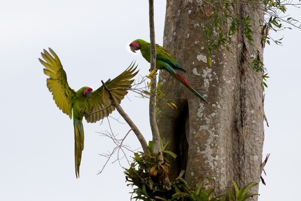 Ara ambigua  Great Green Macaw  Soldatenara 