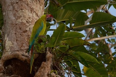 Ara ambigua  Great Green Macaw  Soldatenara 2 1