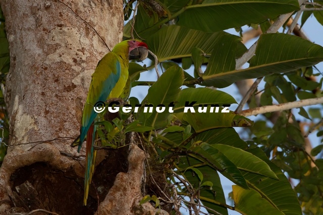 Ara ambigua  Great Green Macaw  Soldatenara 2 1