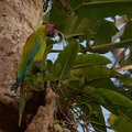 Ara ambigua  Great Green Macaw  Soldatenara 2 1
