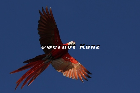 Ara macao  Scarlet macaw  Lapa rojo 1 1