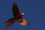Ara macao  Scarlet macaw  Lapa rojo 1 1