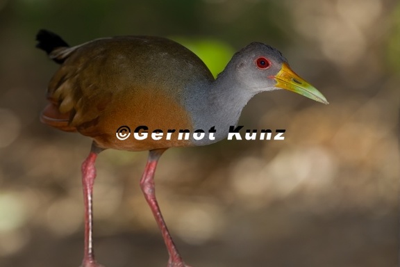 Aramides cajanea  Gray-necked-Wood-Rail  Graukopfcayenneralle 2