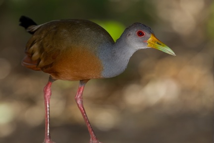 Aramides cajanea  Gray-necked-Wood-Rail  Graukopfcayenneralle 2