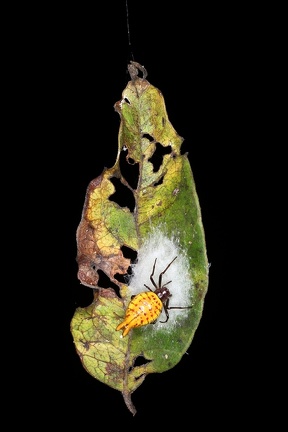 Araneidae 1 2
