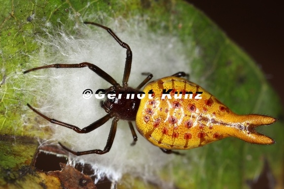 Araneidae 2 2
