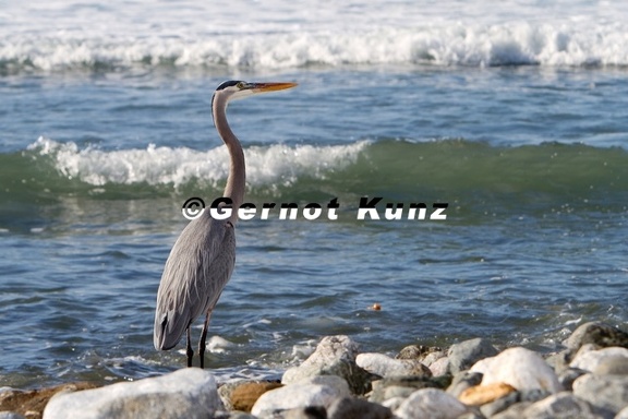 Ardea herodias  Great Blue Heron  Kanadareiher 7