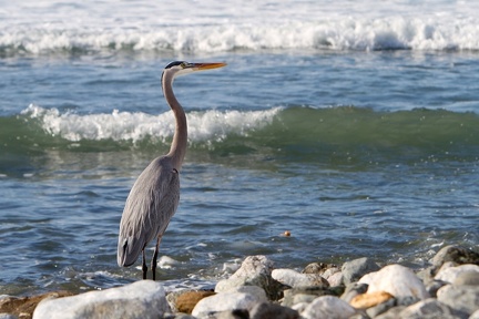 Ardea herodias  Great Blue Heron  Kanadareiher 7
