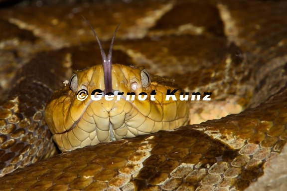 Bothrops asper  Fer-de Lance  Lanzenotter 7 1