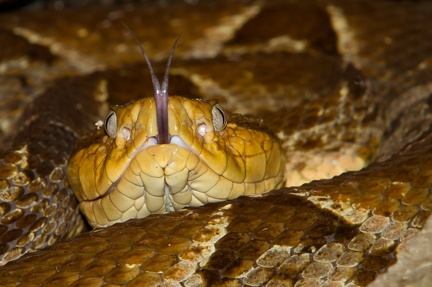 Bothrops asper  Fer-de Lance  Lanzenotter 7 1