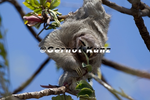 Bradypus variegatus  Three-toed Sloth  Dreifingerfaultier 1