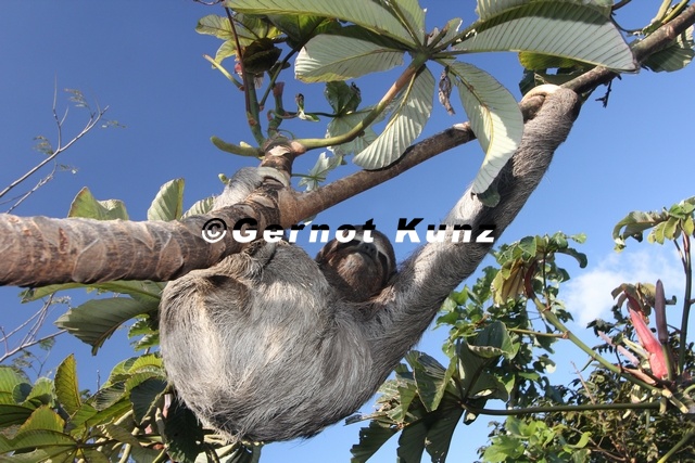 Bradypus variegatus  Three-toed Sloth  Dreifingerfaultier 1 2