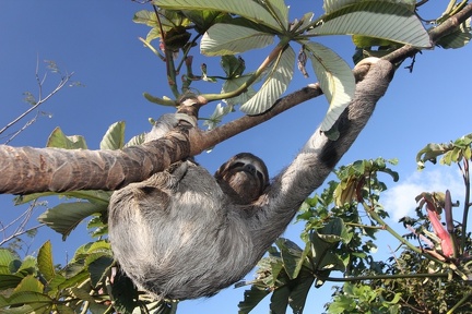 Bradypus variegatus  Three-toed Sloth  Dreifingerfaultier 1 2