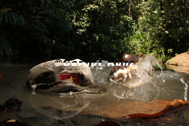 Caiman_crocodylus__Spectacled_Caiman__Caim_n_de_anteojos__Kaiman_1_2.jpg