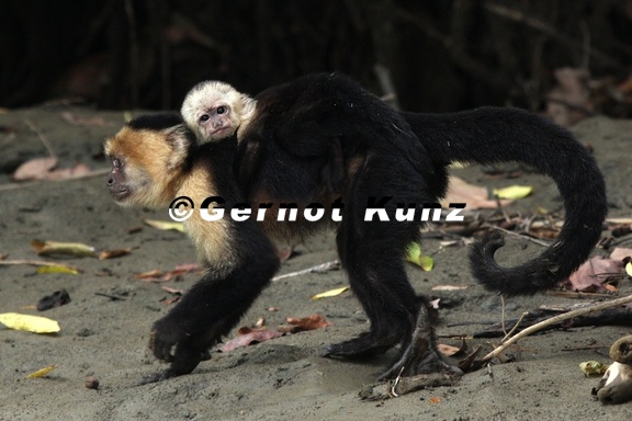 Cebus capucinus  White-faced capuchin  Mono Cara Blanca  Weissgesichtkapuzineraffe 5 2