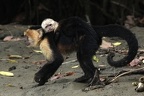 Cebus capucinus  White-faced capuchin  Mono Cara Blanca  Weissgesichtkapuzineraffe 5 2