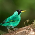 Chlorophanes spiza  Green Honeycreeper  Kappennaschvogel 2