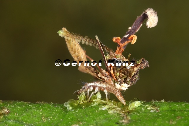 Chrysopidae_L1_2.jpg