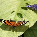 Consul fabius  amp  Myscelia cyaniris  Edelfalter 1 2