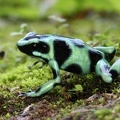 Dendrobates auratus  Green and black poison-dart frog  Goldbaumsteiger  1 2