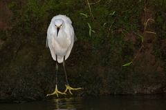 Egratta thula  Snowy Egret  Schmuckreiher 4 1