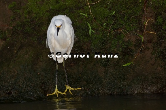 Egratta thula  Snowy Egret  Schmuckreiher 4 1