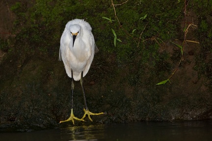 Egratta thula  Snowy Egret  Schmuckreiher 4 1