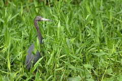 Egretta caerulea  Little Blue Heron  Blaureiher 1 2