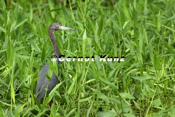 Egretta caerulea  Little Blue Heron  Blaureiher 1 2