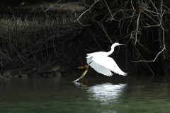 Egretta thula  Snowy egret  Schmuckreiher 1