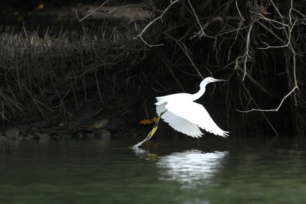 Egretta thula  Snowy egret  Schmuckreiher 1