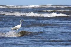 Egretta thula  Snowy egret  Schmuckreiher SK1 1