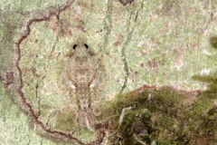 Flatoides  Schmetterlingszikadenlarve 1 2