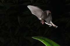 Fledermaus 1 2