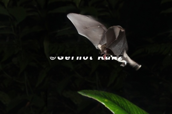 Fledermaus 1 2