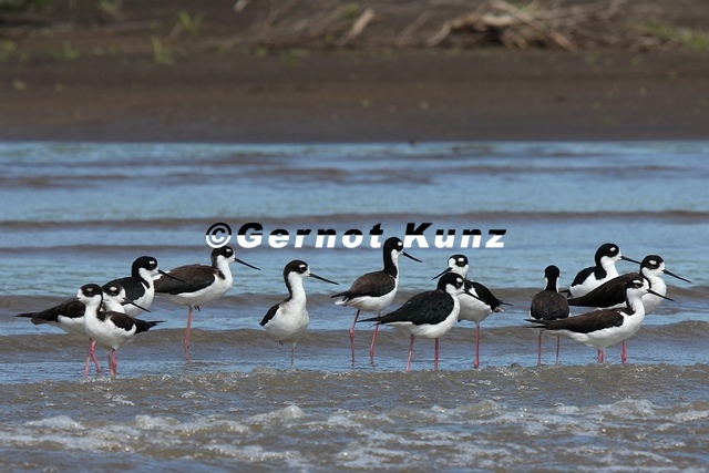 Himantopus_himantopus__Stelzenl_ufer_1_2.jpg