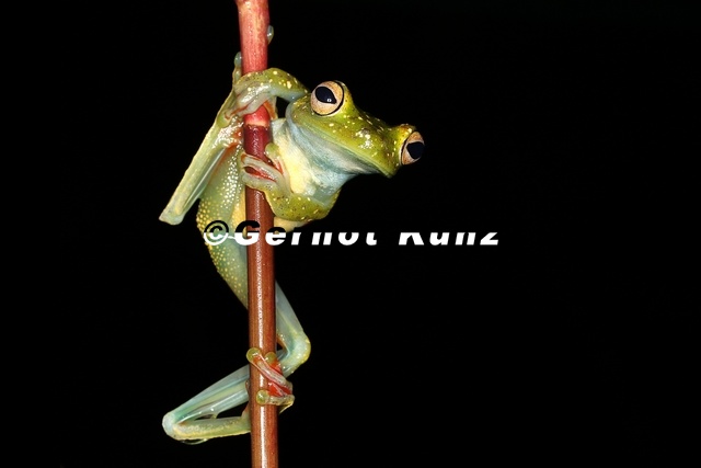 Hyla_rufitela__Scarlet-webbed_Tree_Frog_1_2.jpg
