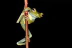 Hyla rufitela  Scarlet-webbed Tree Frog 1 2