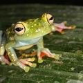 Hyla rufitela  Scarlet-webbed Tree Frog 2 2