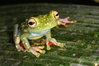 Hyla rufitela  Scarlet-webbed Tree Frog 2 2