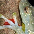 Hyla rufitela  Scarlet-webbed Tree Frog 5 2