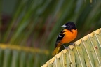 Icterus g  galbula  Northern Oriole  Baltimor Trupial 3 1