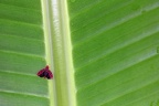 Ladoffa sp   Leafhopper  Zwergzikade  Chicharrita 5