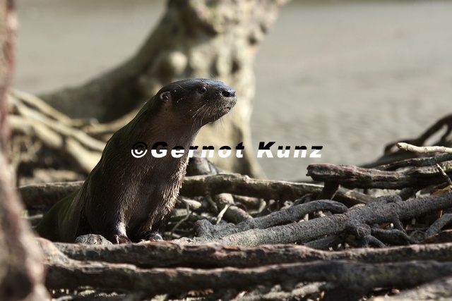 Lontra longicaudis  Neotropical Otter  Perro de Agua  Neotropischer Fischotter 1 2