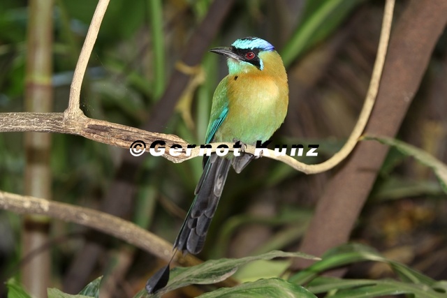 Momotus_momota__Blue_crowned-Motomot__Blauscheitel-Motmot_.jpg