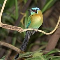 Momotus momota  Blue crowned-Motomot  Blauscheitel-Motmot 